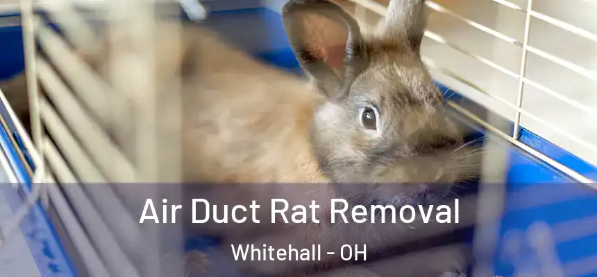  Air Duct Rat Removal Whitehall - OH